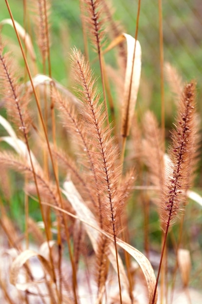 Detalles de la naturaleza de hierba seca