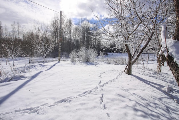 Detalles de la naturaleza invernal en el campo de Europa del Este