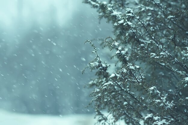 Detalles de la naturaleza de invierno en el campo. Enebro ramas espinosas en la nieve.