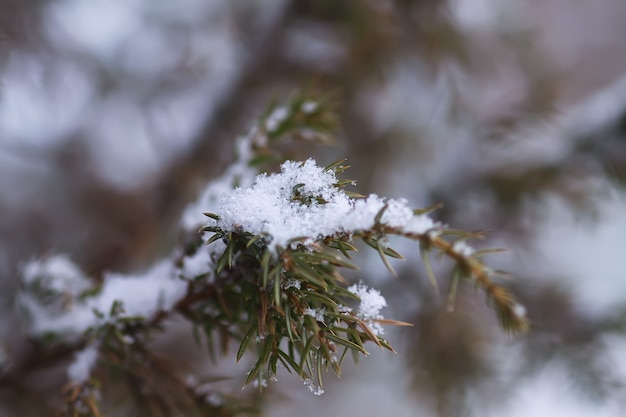 Detalles de la naturaleza de invierno en el campo. Enebro ramas espinosas en la nieve.