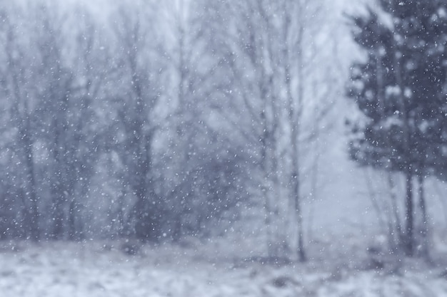 Foto detalles de la naturaleza de invierno en el campo.