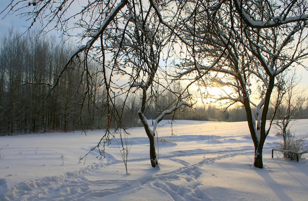 Detalles de la naturaleza de invierno