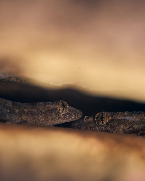 Detalles de los ojos de dos pequeños lagartos entre rocas