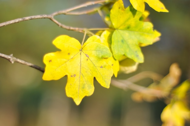 Detalles de otoño, hojas, colores, amarillo, marrón y otros