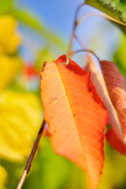 Detalles de otoño, hojas, colores, amarillo, marrón y otros