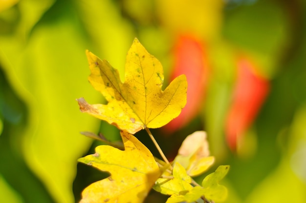 Detalles de otoño, hojas, colores, amarillo, marrón y otros