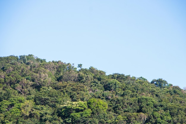 Detalles de una parte de la Mata Atlántica en la ciudad de Río de Janeiro