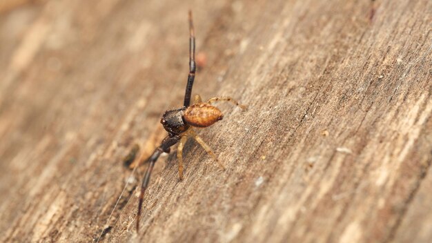 Detalles de una pequeña araña en un bosque