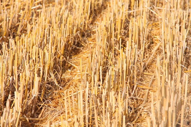 Detalles de la planta del suelo del campo de trigo cortado en el campo del agricultor