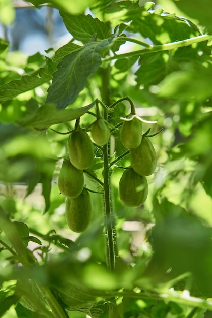 Detalles de una planta de tomate cherry verde