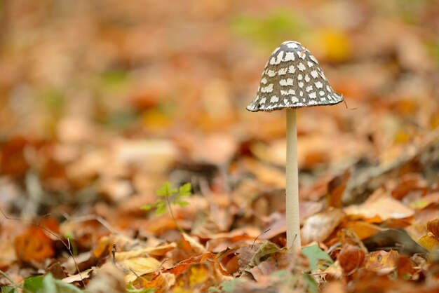 Detalles de setas y primeros planos en el bosque de hayas europeo en otoño