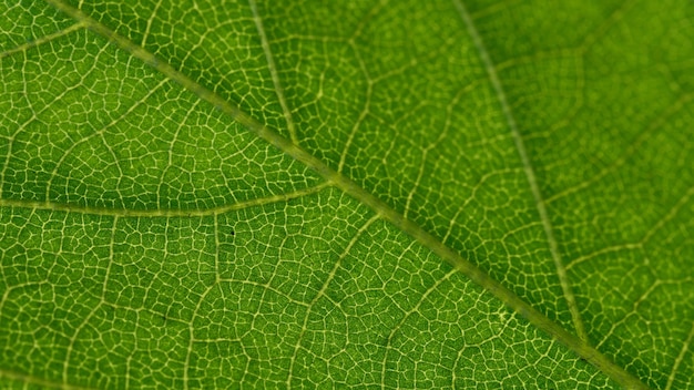 Detalles de la vena de una hoja verde