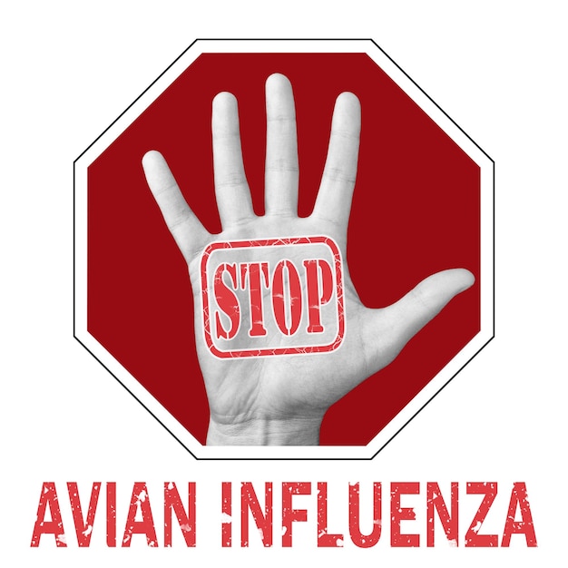 Foto detener la ilustración conceptual de la influenza aviar. mano abierta con el texto detener la influenza aviar. problema global