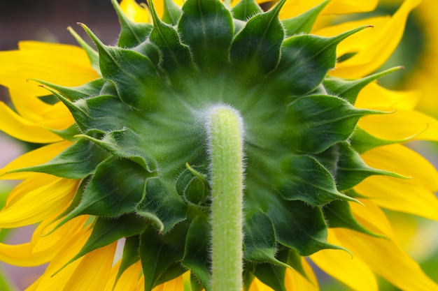 Detrás de girasol hermosa textura en verano