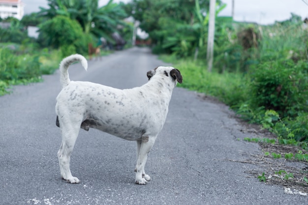 Detrás del soporte del color blanco del perro tailandés en la calle con el bosque verde