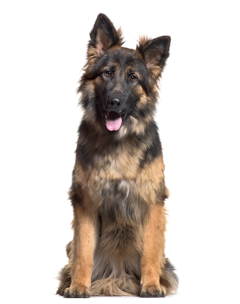 Deutsch Schäferhund