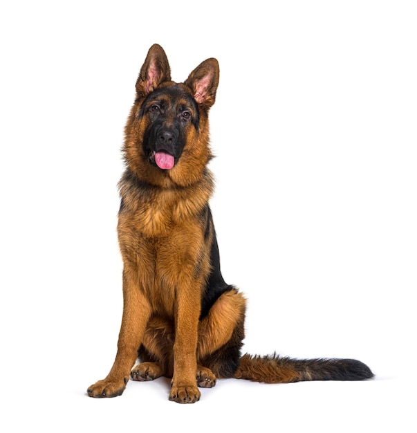 Deutsch shepherd