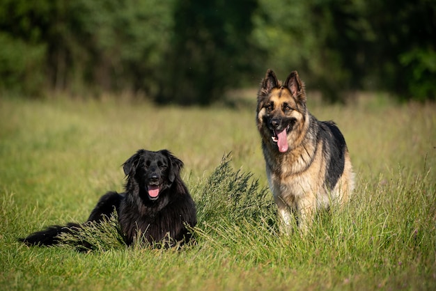 Deutsch shepherd