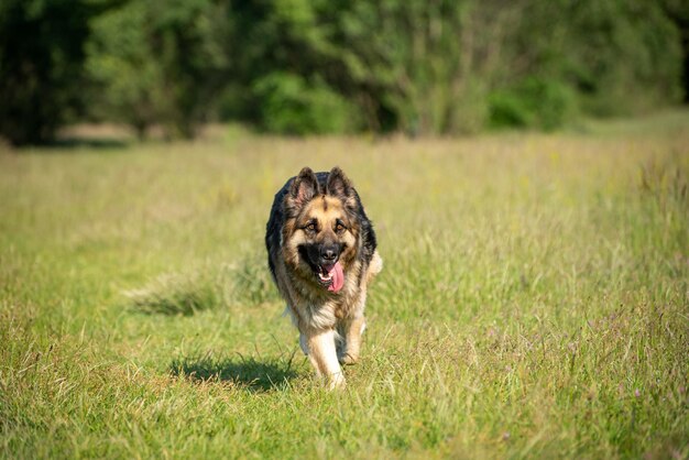 Deutsch shepherd