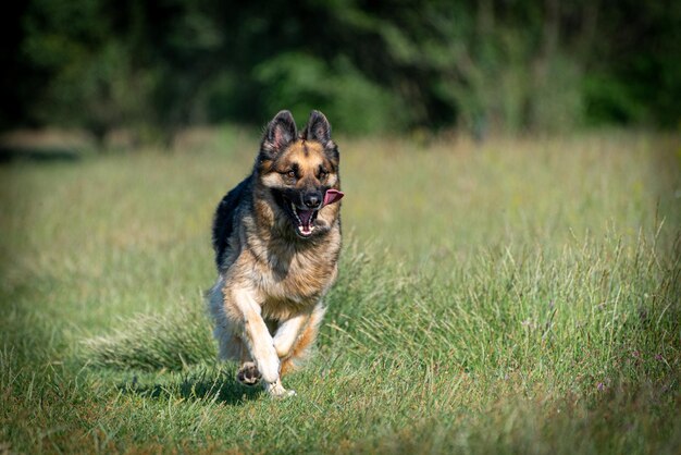 Deutsch shepherd