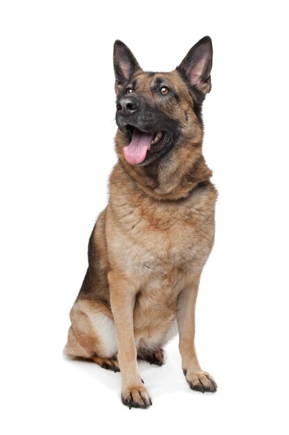 Deutsch shepherd