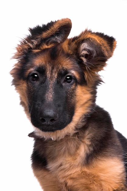 Deutsch shepherd