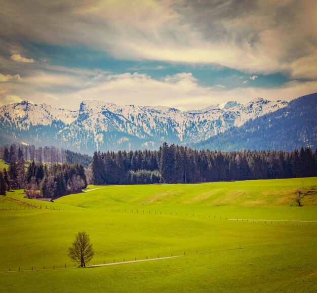 Foto deutsche idyllische hirtenlandschaft im frühjahr mit alpen im hintergrund