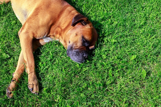 Deutscher Boxer liegt auf einer grünen Rasendraufsicht