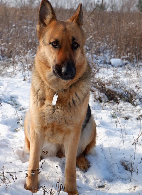 Deutscher Hirtenhund sitzt auf einem weißen Schnee auf einem Feld