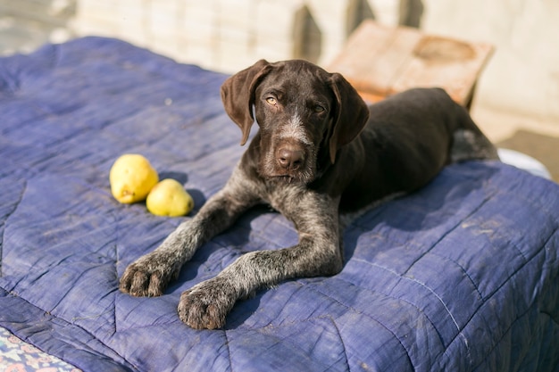 Deutscher Jagdhund Drathaar, Schönes Hundeporträt auf der Jagd.