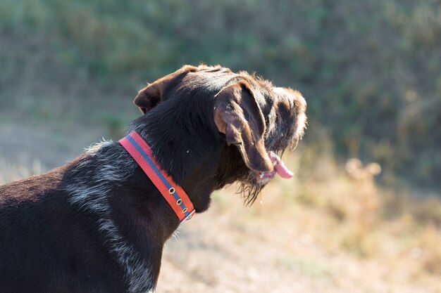 Deutscher Jagdhund Drathaar, Schönes Hundeporträt auf der Jagd.