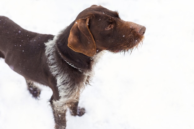 Deutscher Jagdwachhund Drahthaar, Schönes Hundeportrait im Winter