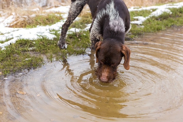 Deutscher Jagdwachhund Drahthaar, Schönes Hundeportrait im Winter