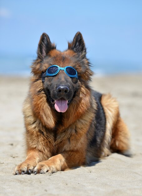 Deutscher Schäferhund am Strand