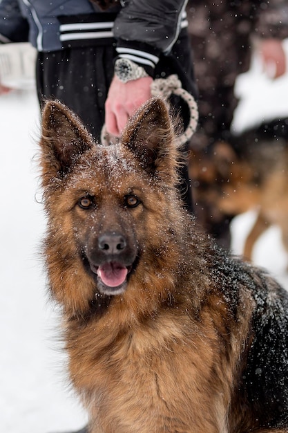 Deutscher Schäferhund auf einem Spaziergang im Winter