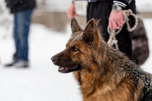 Deutscher Schäferhund auf einem Spaziergang im Winterporträt