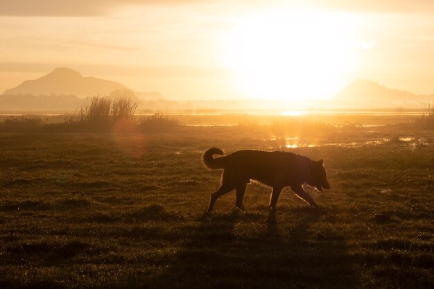 Deutscher Schäferhund, der am frühen Morgen auf der Sommerwiese spaziert