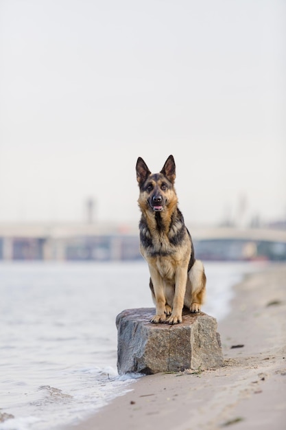 Deutscher Schäferhund, der am Strand spielt