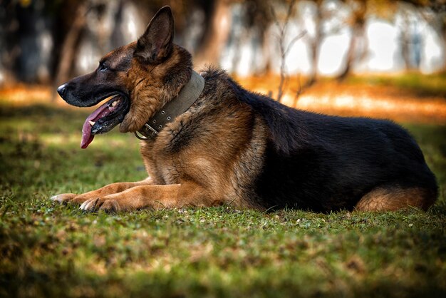 Deutscher Schäferhund, der auf Gras legt