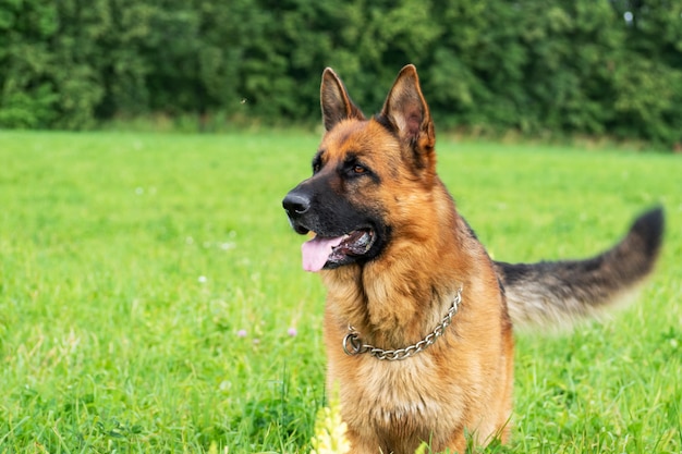 Deutscher Schäferhund, der draußen auf einem Feld ruht und geht