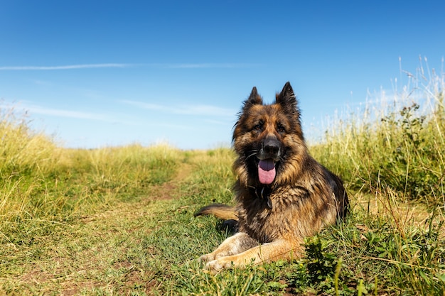 Deutscher Schäferhund. Der Hund liegt auf grünem Gras. Blauer Himmel.