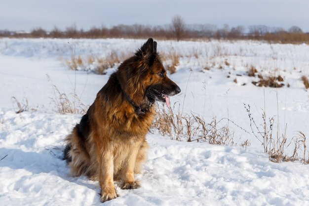 Deutscher Schäferhund, der im Schnee im Feld sitzt