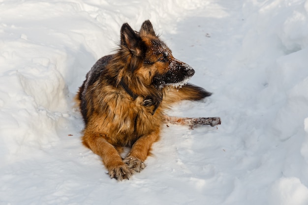 Deutscher Schäferhund, der im Schnee liegt und weg schaut