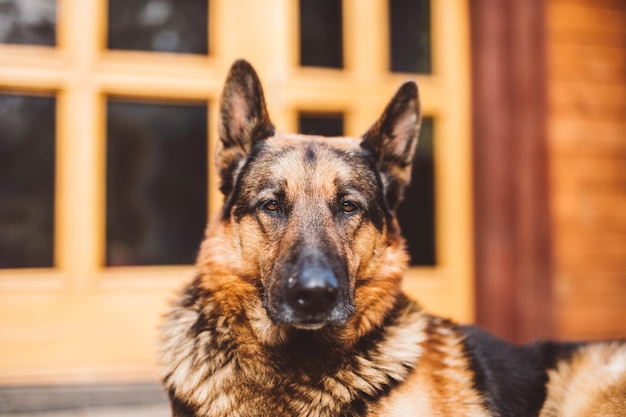 Deutscher Schäferhund, der vor Haus liegt