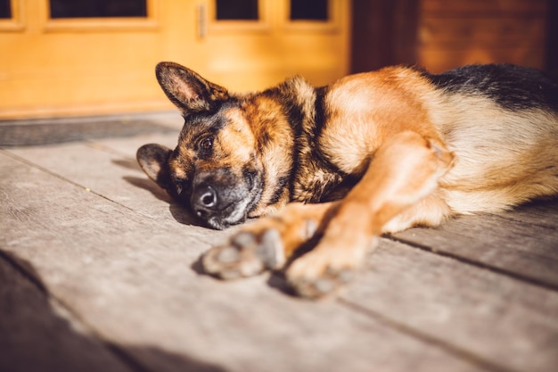 Deutscher Schäferhund, der vor Haus liegt