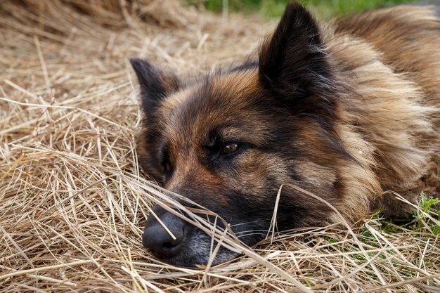 Deutscher Schäferhund. Ein trauriger kranker deutscher Schäferhund liegt im Heu.