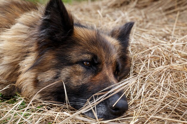 Deutscher Schäferhund. Ein trauriger kranker Hund liegt im Heu. Nahaufnahme des Kopfes eines Hundes.