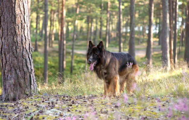 Deutscher Schäferhund geht durch den Wald
