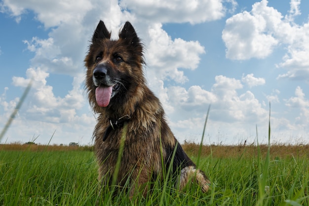 Deutscher Schäferhund. Hund sitzt im grünen Gras vor blauem Himmel mit Wolken.