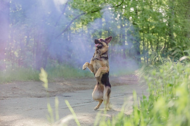 Deutscher Schäferhund im Freien. Hund mit buntem Rauch